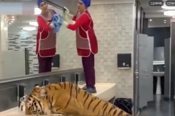 大老虎洗手間喝水,保潔阿姨旁若無“虎”,網友:她是母老虎 大老虎洗手間喝水,保潔阿姨旁若無“虎”,網友:她是母老虎