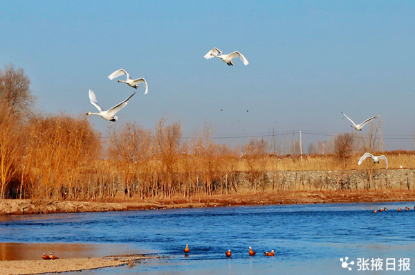 壯觀!溼地冬景美,候鳥舞翩躚 壯觀!溼地冬景美,候鳥舞翩躚