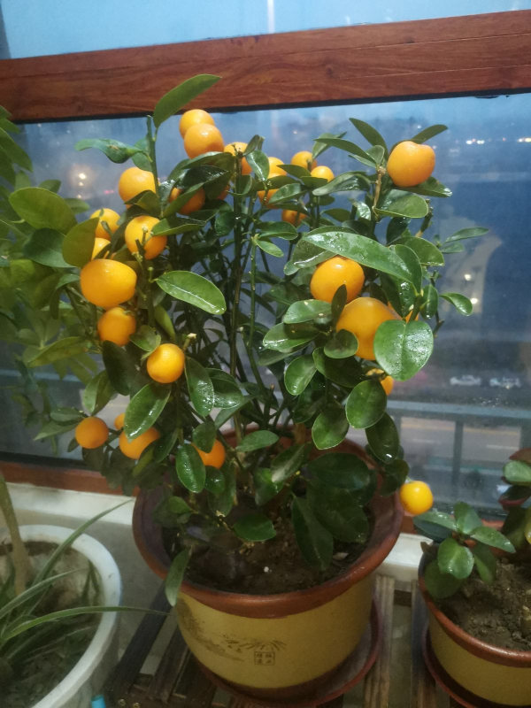 秋冬季節買花有說頭，5種花耐寒開花多，送你一份購花指南