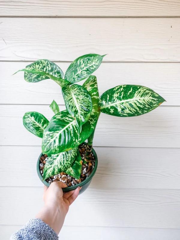 花葉萬年青也有好看的品種，葉子帶熒光的網紅款，看了就想養一盆