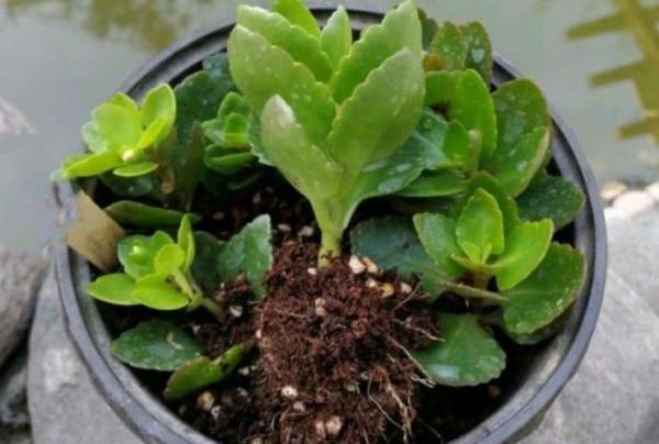 7種“吉利花”，冷天“扦插”更合適，溫度合適“利於”生根