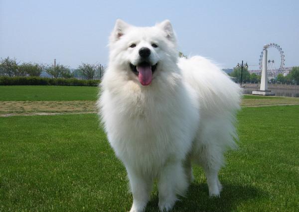 想毀掉一段關係,就送對方一隻“薩摩耶犬” 想毀掉一段關係,就送對方一隻“薩摩耶犬”