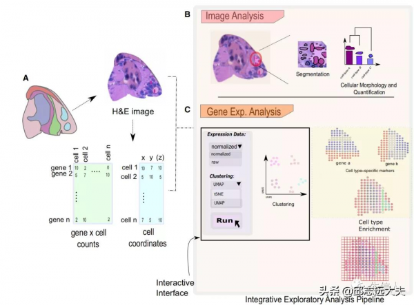 咱就是說，看完這篇文章還不懂空間轉錄組資料分析？