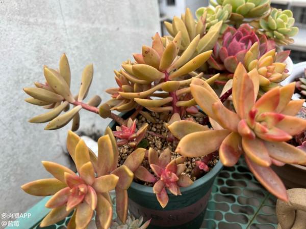 分享一些品種的養護技巧，趕緊收藏，刷過了就找不到啦