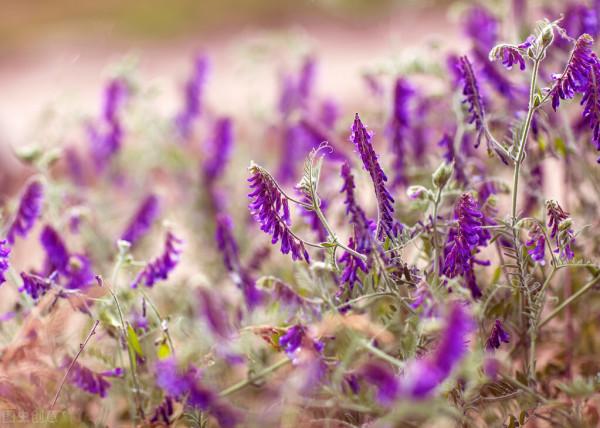 本週運勢（11.1-11.7）整體：天蠍座、射手座、摩羯座