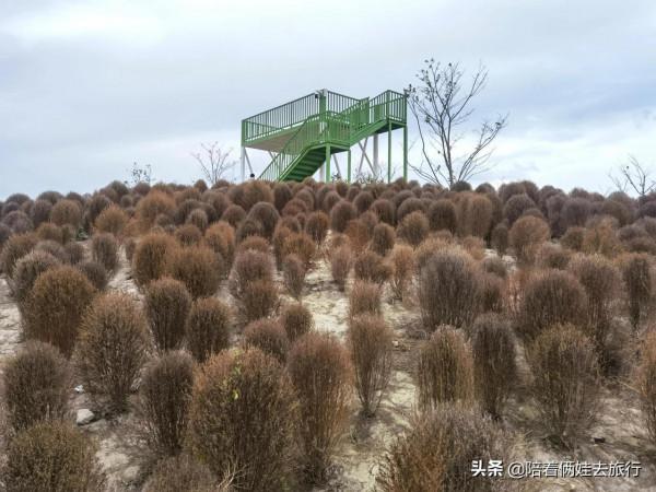 上海花開海上深秋的賞楓之行,醉美楓葉皆秋意,霜葉紅於二月花 上海花開海上深秋的賞楓之行,醉美楓葉皆秋意,霜葉紅於二月花