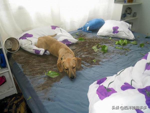 心疼主人一秒鐘，看看這些闖禍精和它們的“罪行”