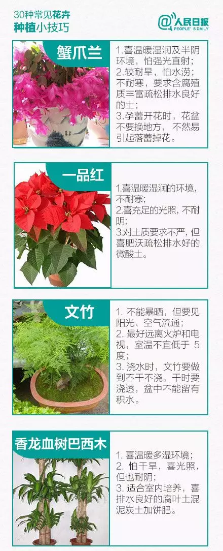 30種常見花卉種植小技巧
