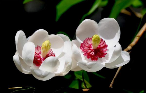 勇敢無畏，優雅大方的女郎花-植物非試管高效快繁木蘭