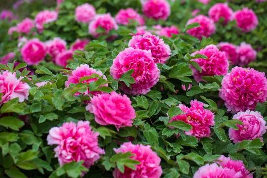 唐詩共賞（一）