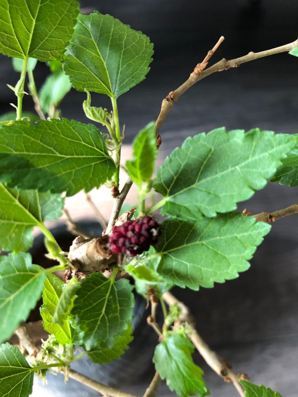 院子裡不能種桑樹,非常不吉利,這是迷信還是科學? 院子裡不能種桑樹,非常不吉利,這是迷信還是科學?