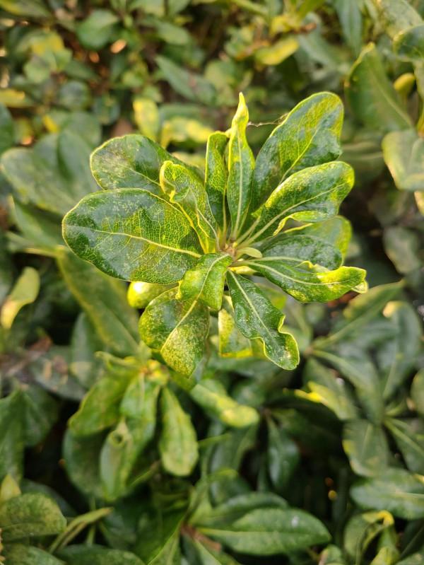 三星手機拍照就是不如華為