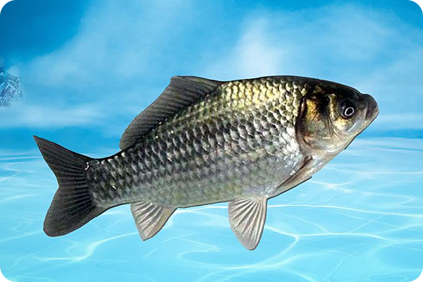 這種生物吞嚥空氣就能放屁，用屁聲與同伴交流