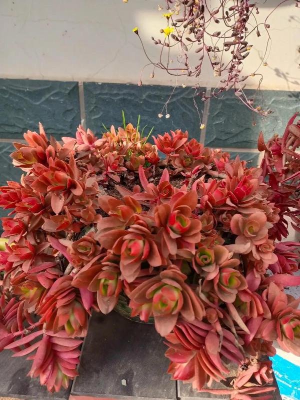 分享圖片，可愛的多肉們，收藏了