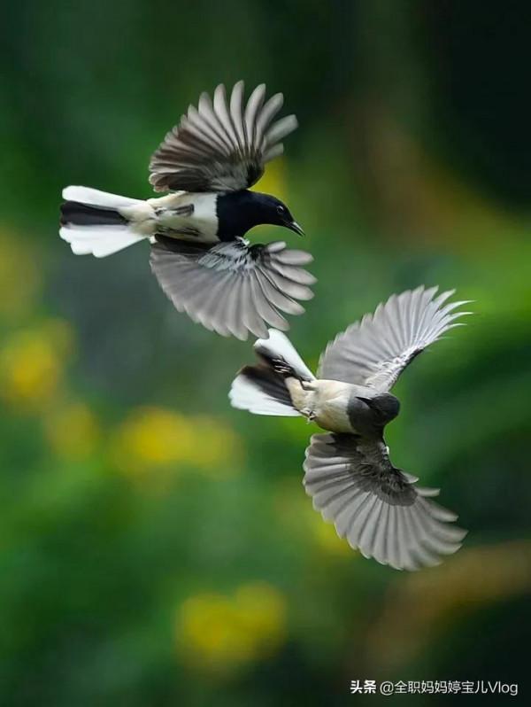 分享——35種罕見的鳥類