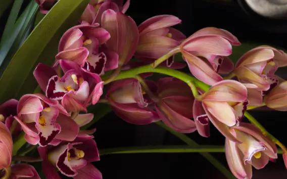 路邊的野花不要採，因為法律不允許，一位農民採了三朵被判三年