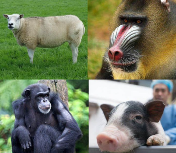 1984年,美國母親為給初生女兒續命,冒險移植狒狒心臟,最後怎樣了? 1984年,美國母親為給初生女兒續命,冒險移植狒狒心臟,最後怎樣了?