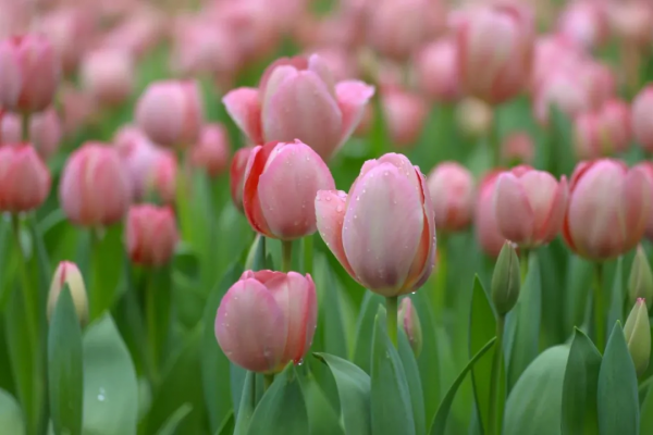河南旅遊：寶泉冰雪節完美收官，鬱金香踏青賞花節即將開幕