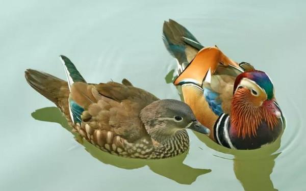 鴛鴦鳥精美圖片