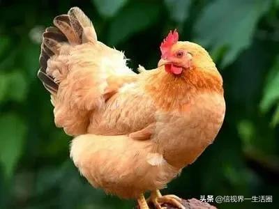 廣東最好吃的十種雞 廣東最好吃的十種雞