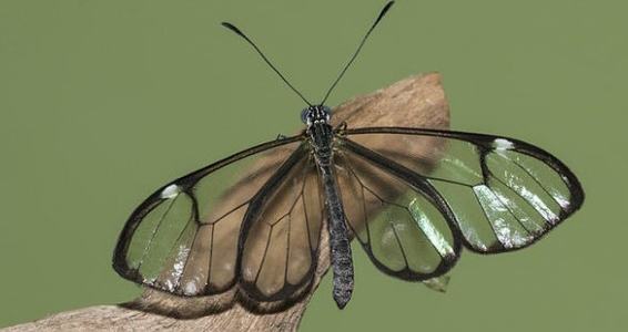 另闢蹊徑！陸地上的生物為了“隱身”，把自己壓成了“餅”