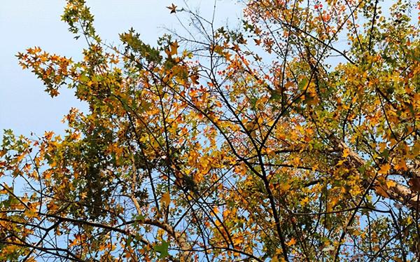 元寶楓樹養護的4大因素