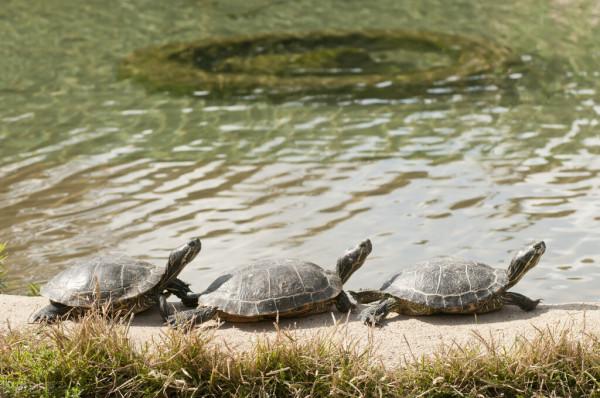 陽氣不足也會導致“九竅”不通——扶陽法如何“通竅”