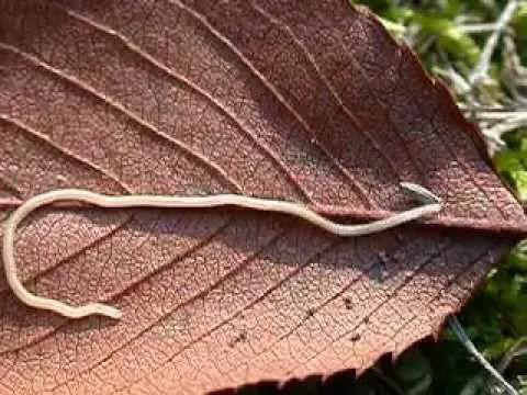 腳腳最多的動物 腳腳最多的動物