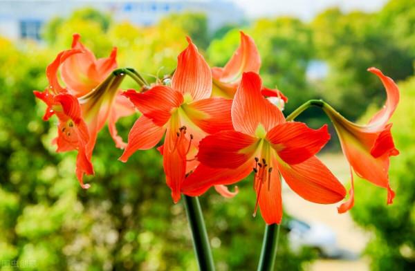 秋天的朱頂紅種球吹氣一樣長，分享養球“捷徑”，長到拳頭大