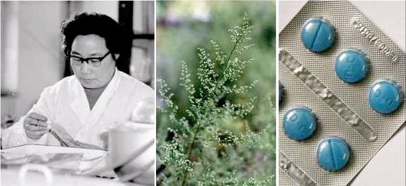 青蒿讓中醫藥價值舉世矚目,究竟有哪些養生功效?不止用於瘧疾 青蒿讓中醫藥價值舉世矚目,究竟有哪些養生功效?不止用於瘧疾