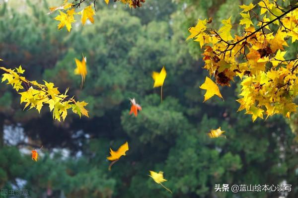 帶娃神器:秋天的葉子 帶娃神器:秋天的葉子