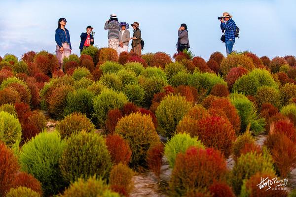 魔都賞秋,幾十萬株地膚組成的絢麗花海,奇特的景色很美很震撼 魔都賞秋,幾十萬株地膚組成的絢麗花海,奇特的景色很美很震撼