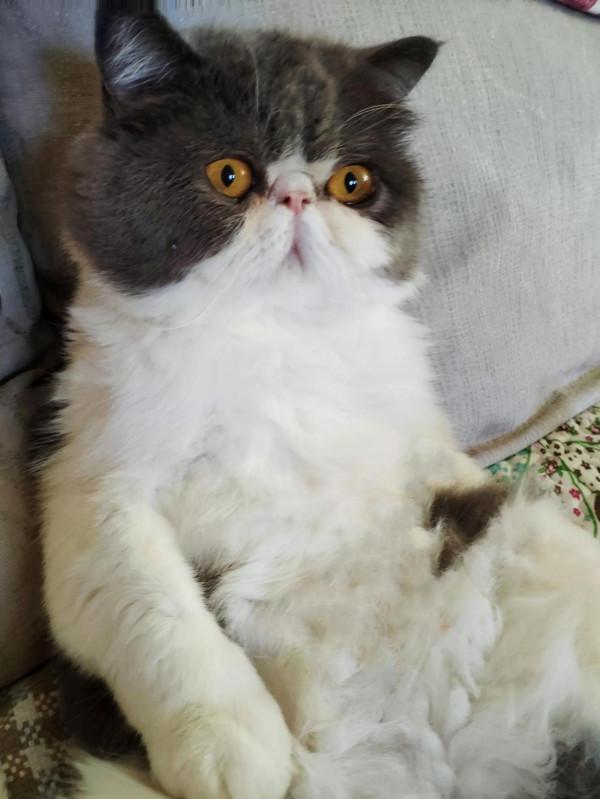 論貓咪帶給你的快樂 論貓咪帶給你的快樂