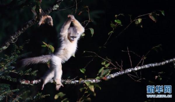 萌化了!滇金絲猴“幼崽”花式追逐打鬧 萌化了!滇金絲猴“幼崽”花式追逐打鬧