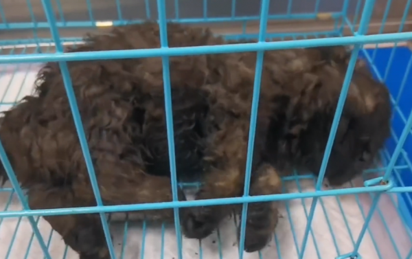 東北：病、死、懷孕！一車車寵物狗將被送進狗肉館，大姐：太殘忍