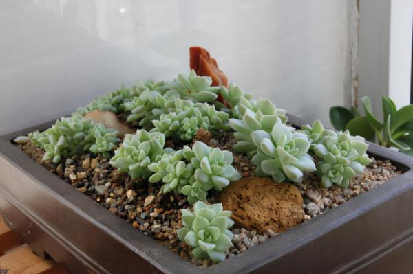 秋季養多肉，該用什麼“水”澆灌？這3樣均比自來水好使