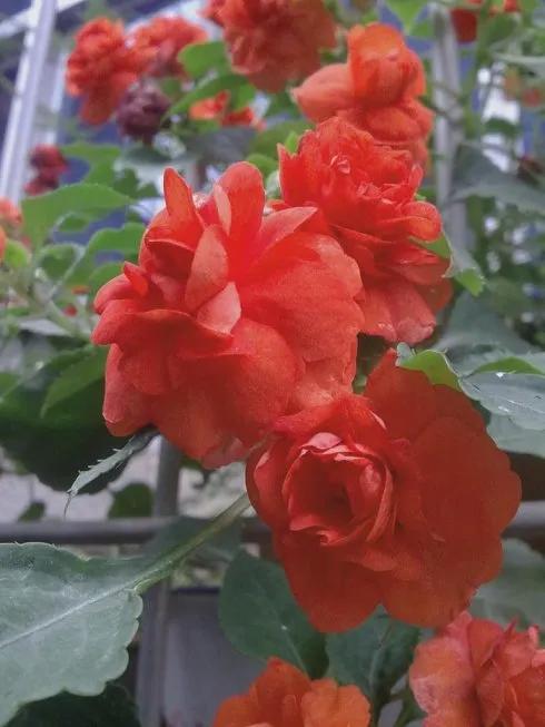 分享圖片，重瓣鳳仙花