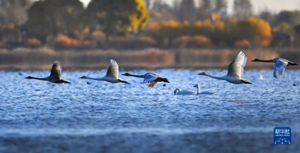 毛烏素沙地飛來白天鵝