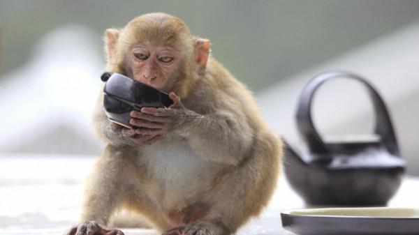 柬埔寨政府把有攻擊性的猴子遷出金邊的一座寺廟