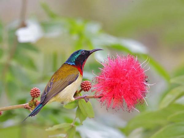分享圖片,色彩斑斕,美麗無比的太陽鳥 分享圖片,色彩斑斕,美麗無比的太陽鳥