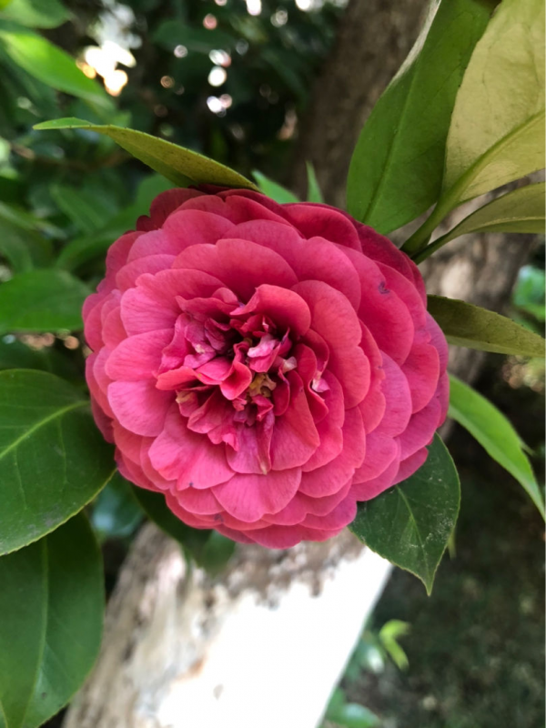 3種花新手還是放棄吧，買了就等於浪費錢，很難養活