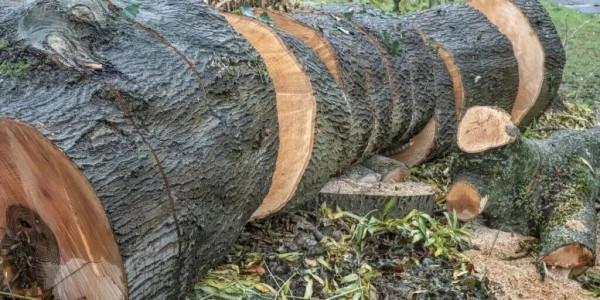 認識水阻划船機梣木(白蠟木)款,來自神話中的“木中女神” 認識水阻划船機梣木(白蠟木)款,來自神話中的“木中女神”