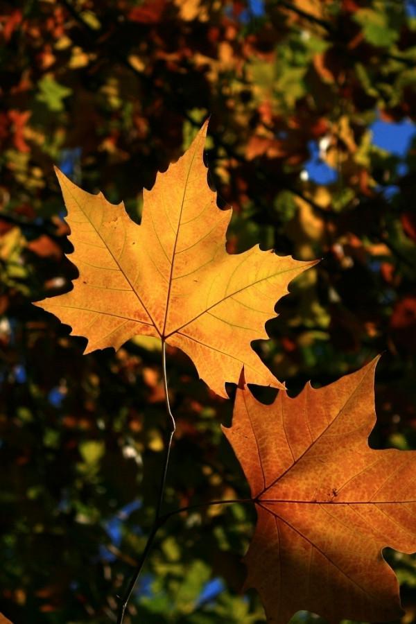 散文：中年情懷，淺秋之靜