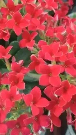 養盆長壽花送給爸和媽