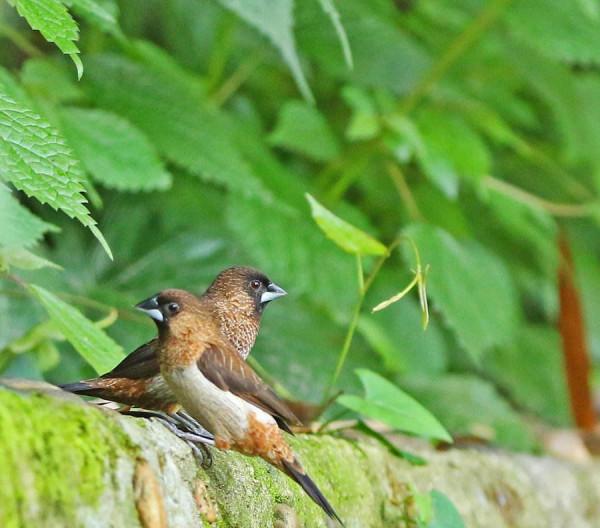 樹上的鳥兒成雙對,綠水青山帶笑顏 樹上的鳥兒成雙對,綠水青山帶笑顏