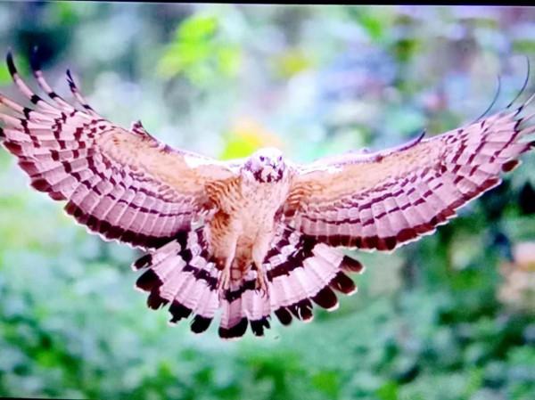 友，青悅帶你去看世上最厲害的昆蟲（1）