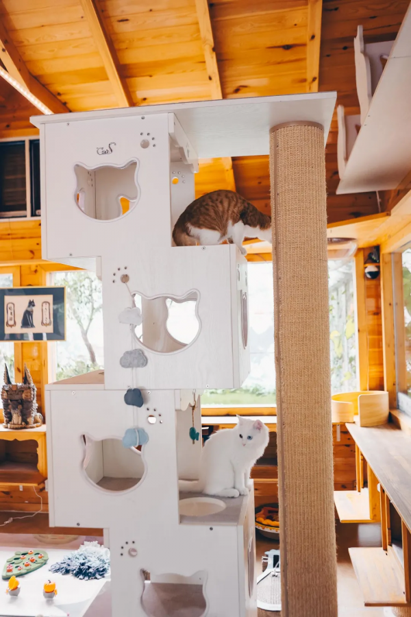 找領養&;新成員 | 你好呀,鏟屎官 找領養&;新成員 | 你好呀,鏟屎官