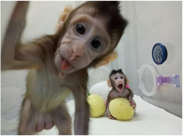 為什麼現在很少提“克隆”了？多莉的一生就是答案，實在太可憐了