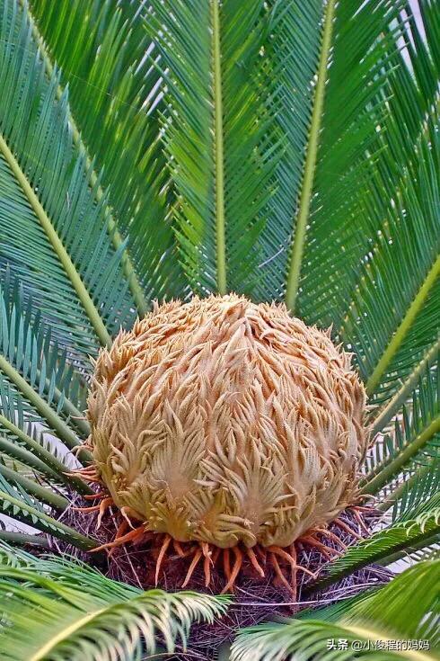 分享——鐵樹開花