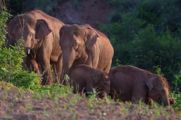 消失128年！極危物種重現雲南天坑，科學家正搶救性採集